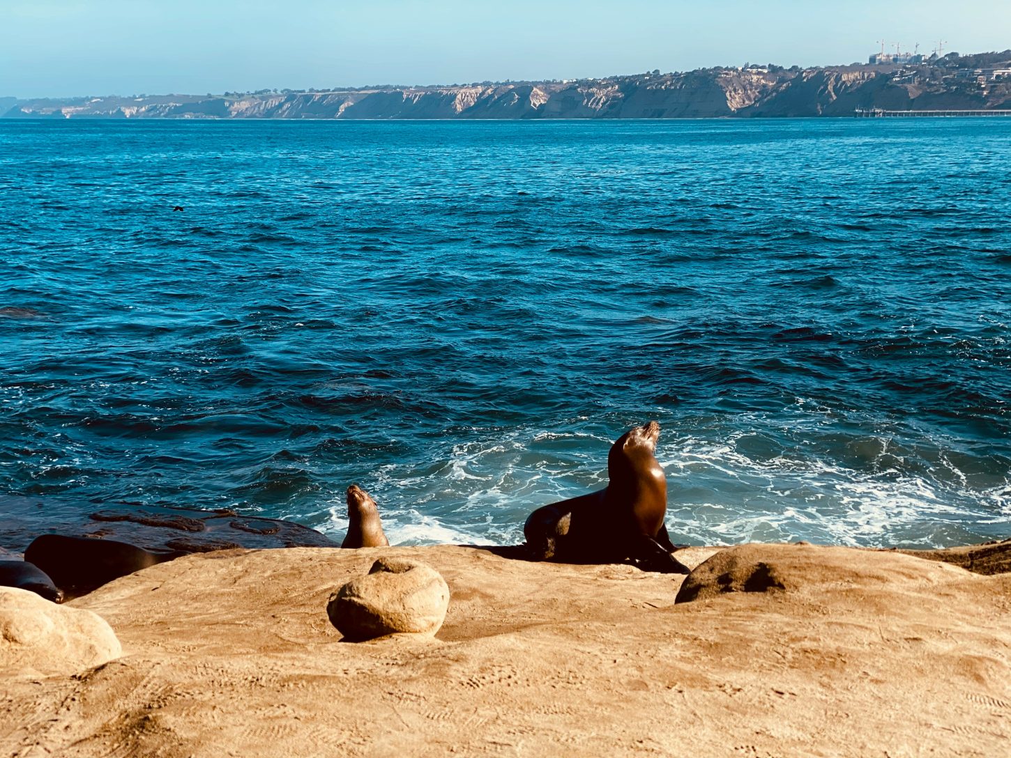 La Jolla Cove, La Jolla California. Sea lions on the rocks