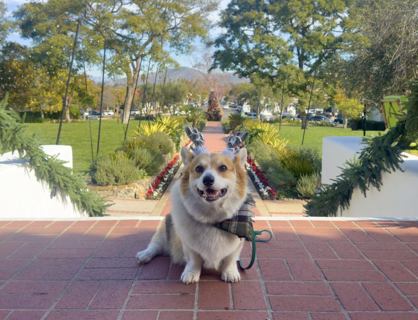 Pet program